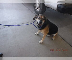 Black and Tan Coonhound-Bullmastiff Mix Dogs for adoption in Oroville, CA, USA