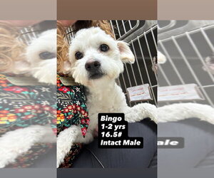 Maltese-Poodle (Standard) Mix Dogs for adoption in San Diego , CA, USA