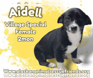 Border Collie-Pembroke Welsh Corgi Mix Dogs for adoption in Anchorage, AK, USA