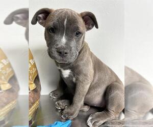 American Pit Bull Terrier-Unknown Mix Dogs for adoption in Bakersfield, CA, USA