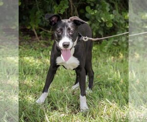 American Bulldog Dogs for adoption in Royal Palm Beach, FL, USA