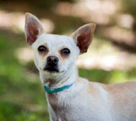 Medium Photo #1 Chihuahua-Greyhound Mix Puppy For Sale in San Luis Rey, CA, USA