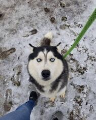 Alaskan Husky Dogs for adoption in Silver Spring, MD, USA