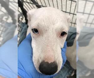 Bull Terrier-Unknown Mix Dogs for adoption in Conroe, TX, USA