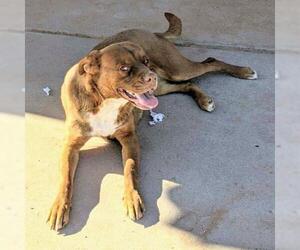 Boxador Dogs for adoption in Pena Blanca, NM, USA