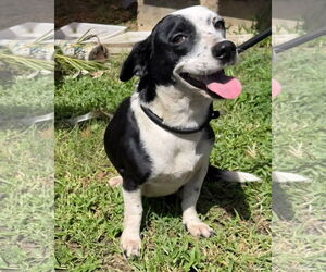 Mutt Dogs for adoption in Virginia Beach, VA, USA