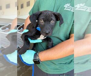 American Pit Bull Terrier-Unknown Mix Dogs for adoption in Riverside, CA, USA