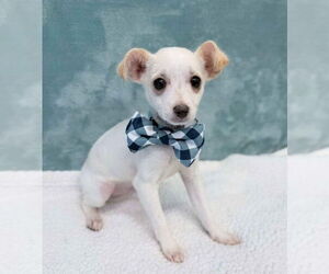 Chihuahua-Unknown Mix Dogs for adoption in Lakewood, CO, USA