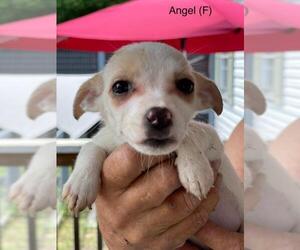 Jack Russell Terrier Dogs for adoption in Pembroke, GA, USA