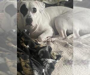 American Staffordshire Terrier-Unknown Mix Dogs for adoption in San Antonio, TX, USA