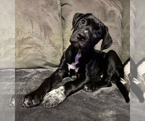 Mutt Dogs for adoption in Waterloo, IA, USA
