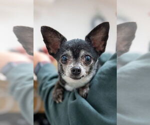 Chihuahua Dogs for adoption in Mundelein, IL, USA
