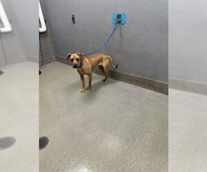 American Pit Bull Terrier-Unknown Mix Dogs for adoption in Las Vegas, NV, USA