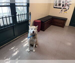 Siberian Husky Dogs for adoption in Pasadena, CA, USA