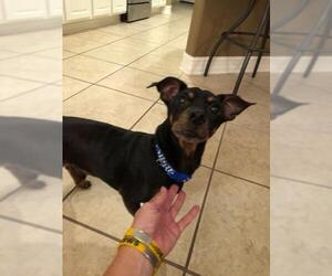 Miniature Pinscher Dogs for adoption in Tallahassee, FL, USA