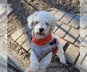 Bichon Frise Dogs for adoption in Bloomingdale, NJ, USA