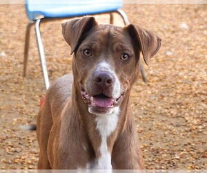 Mountain Cur-Unknown Mix Dogs for adoption in Anniston, AL, USA