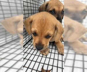 Shepradors Dogs for adoption in Houston, TX, USA