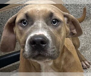 American Pit Bull Terrier Dogs for adoption in Tarboro, NC, USA