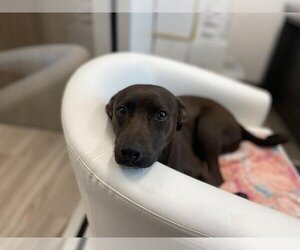 Labrador Retriever-Shiba Inu Mix Dogs for adoption in Baytown, TX, USA