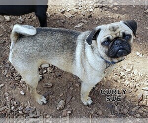 Pug Dogs for adoption in Lindsay, CA, USA