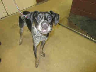 German Shorthaired Pointer-Unknown Mix Dogs for adoption in Sanford, FL, USA