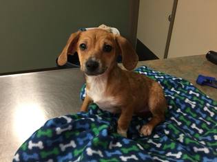 Dachshund-Unknown Mix Dogs for adoption in Lindale , TX, USA