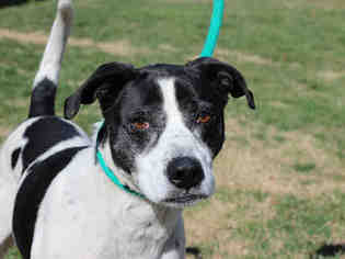 Pointer Dogs for adoption in Charlotte, NC, USA