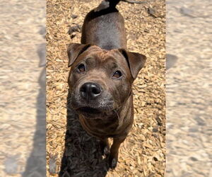 American Bulldog-Chinese Shar-Pei Mix Dogs for adoption in London, Ontario, Canada