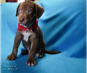 Medium Photo #1 English Springer Spaniel-Staffordshire Bull Terrier Mix Puppy For Sale in Sheboygan, WI, USA