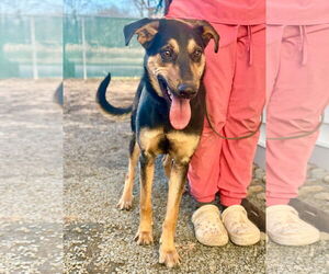 German Shepherd Dog-Unknown Mix Dogs for adoption in Westwood, NJ, USA