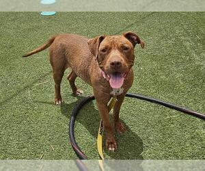 American Pit Bull Terrier-Unknown Mix Dogs for adoption in Las Vegas, NV, USA