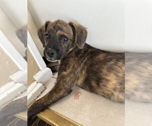 Mutt Dogs for adoption in Morganville, NJ, USA