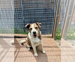 Saint Bernard-Unknown Mix Dogs for adoption in Frisco, CO, USA