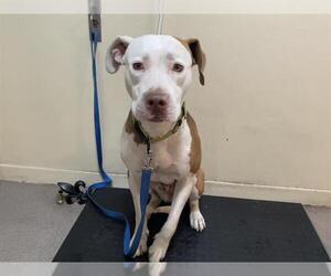 American Pit Bull Terrier Dogs for adoption in Pasadena, CA, USA