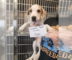 American Pit Bull Terrier Dogs for adoption in Evansville, IN, USA