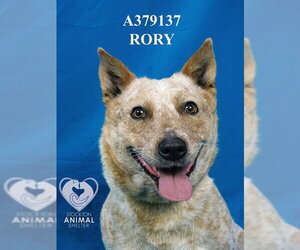 Texas Heeler Dogs for adoption in Stockton, CA, USA