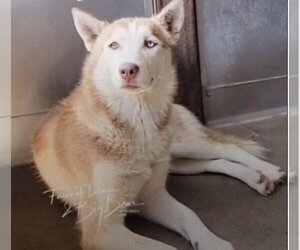 Siberian Husky Dogs for adoption in Dana Point, CA, USA