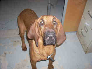 Bloodhound Dogs for adoption in Fort Walton Beach, FL, USA