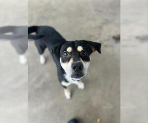 Rottweiler-Unknown Mix Dogs for adoption in Chula Vista, CA, USA