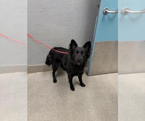 Chow Chow-Unknown Mix Dogs for adoption in Las Vegas, NV, USA