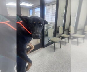 Labrador Retriever-Unknown Mix Dogs for adoption in Pasadena, TX, USA