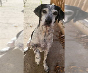 German Shorthaired Pointer Dogs for adoption in Ogden, UT, USA