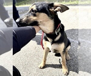 German Shepherd Dog Dogs for adoption in Houston, TX, USA