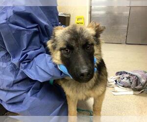 German Shepherd Dog-Unknown Mix Dogs for adoption in Riverside, CA, USA