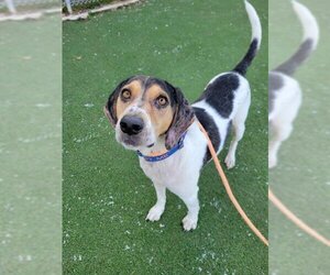 American Foxhound Dogs for adoption in Fruit Heights, UT, USA