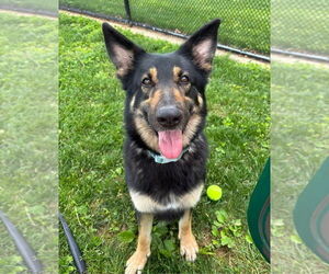 German Shepherd Dog Dogs for adoption in Mt. Airy, MD, USA