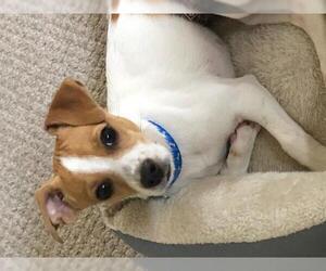 Jack Russell Terrier Dogs for adoption in Shreveport, LA, USA