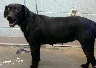 Labrador Retriever-Unknown Mix Dogs for adoption in Decatur, GA, USA