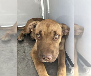 Chinese Shar-Pei Dogs for adoption in Stockton, CA, USA